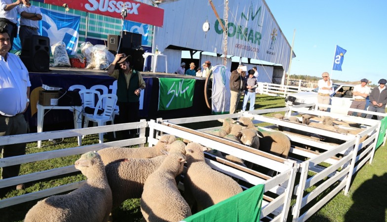 Lanzamiento del Salto Ovino, un poco de sociabildiad no viene mal….