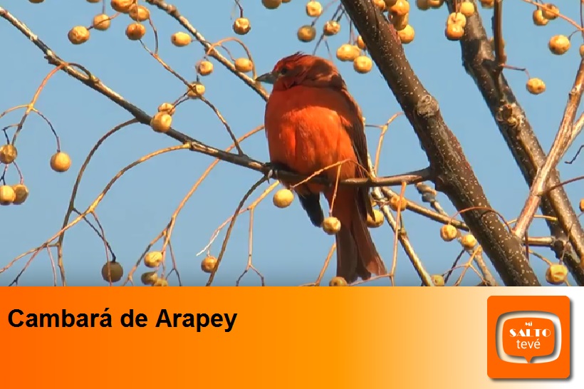 Cambará de Arapey