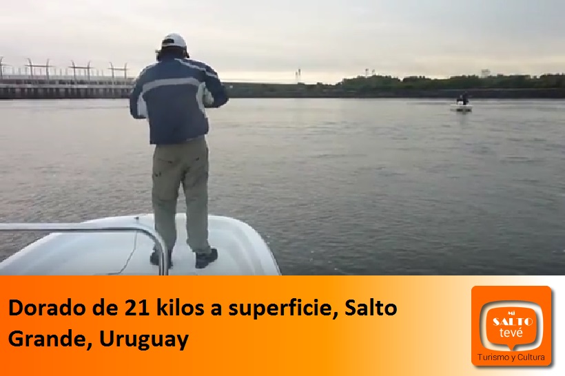 DORADO DE 21 KILOS A SUPERFICIE, SALTO GRANDE, URUGUAY