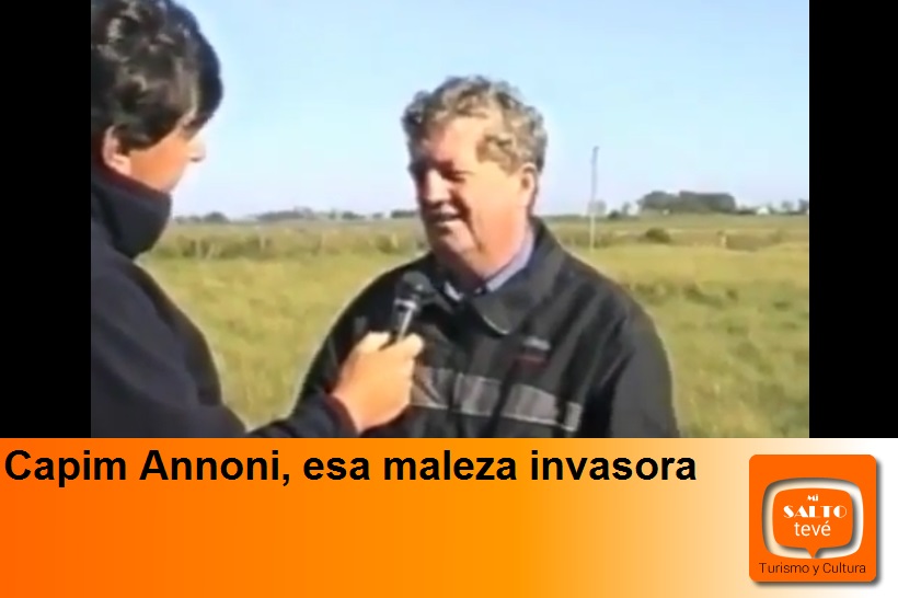 Capim Annoni, esa maleza invasora