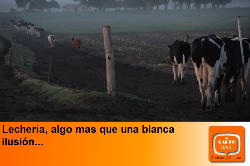 Lechería, algo mas que una blanca ilusión…