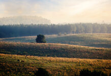 MSP: Estrategias de control del mosquito Aedes aegypti