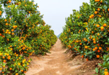 Arranquen nomás: El BROU financiará la zafra 2021 de Citrícola Salteña