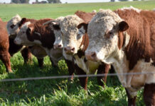 Falta acuerdo por cómo financiar proyecto de la bichera