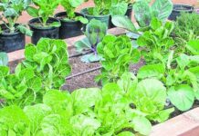 Sembrando, las flores del emprendurismo, en el campo y la ciudad