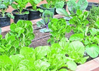 Sembrando, las flores del emprendurismo, en el campo y la ciudad