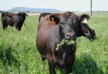 Mejora la situación ganadera según el Plan Agropecuario