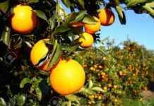 MTSS otorgó extensión de seguro de paro a sector citrícola