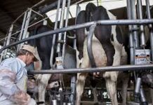 Banco República lanzó crédito anticíclico para productores lecheros