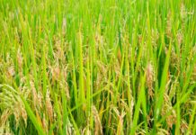 Muy buena colocación de arroz uruguayo en México