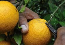 Alternativa Sindical Salteña, ante audio que circula en forma comunitaria de diputado salteño