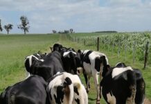 Precio de leche al productor alcanzó los US$ 0,34, el mejor valor desde mayo de 2018