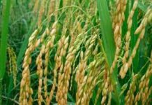 Eduardo Blasina: «Buenas noticias para el arroz y el sorgo de Uruguay»