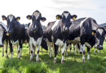 INIA La Estanzuela alerta a productores lecheros acerca de la ocurrencia de brotes de anaplasmosis bovina.