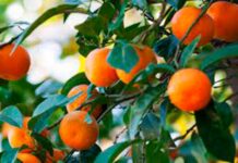 Uruguay importará cítricos desde Perú