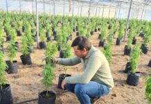 Aquiles Mainardi del MIDES al cáñamo medicinal, la nueva senda, los nuevos desafios….