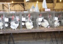 Expo Avicola 2021: Serán 467 los ejemplares que participarán de la venidera Muestra Regional y Nacional de Avicultura de Salto