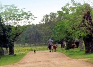 «Donde late la tierra», el nuevo libro del autor sanducero Ricardo Cattani