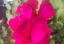 Utópicos como siempre…