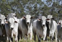 La vaca loca vuelve a estremecer a la región