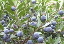 Árbol Guaviyú, declarado de interés departamental por la Junta Departamental de Salto.