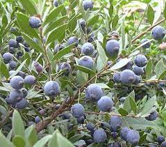 Árbol Guaviyú, declarado de interés departamental por la Junta Departamental de Salto.