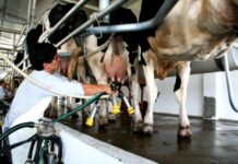 Crecen las exportaciones de lácteos en agosto