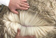 Las lanas medias y gruesas subieron por primera vez en la zafra 2021/2022