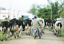 Según estudio de Ceres, el sector lácteo es el mayor multiplicador de toda la economía