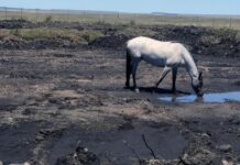 Apoyo a productores: MGAP amplía emergencia agropecuaria y productores accederán a préstamos blandos