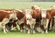 Cuarta semana consecutiva con faena superior a 52 mil vacunos