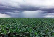 Cultivos recuperan producción y agricultores se frotan las manos