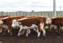 “Va a faltar ganado de reposición”: Gonzalo Ducrós, de Fucrea