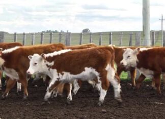 “Va a faltar ganado de reposición”: Gonzalo Ducrós, de Fucrea