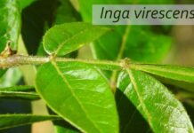 Un nuevo “Inga” para la flora del Uruguay