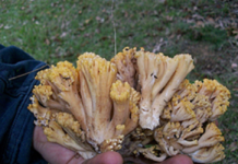 Hongo de los Eucaliptus MGAP alerta ante casos de intoxicación en ganado