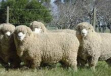 SUL RECOMIENDA INICIAR LA ENCARNERADA EL 1 DE ABRIL