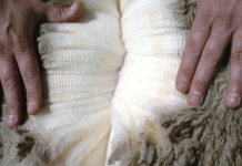 Exportaciones de lana uruguaya recuperan valor y volumen con lentitud