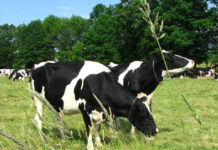 BROU impulsa línea de crédito para riego en la producción lechera