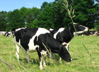 BROU impulsa línea de crédito para riego en la producción lechera