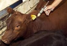 Aftosa: Segundo período de vacunación comenzará el 1 de junio