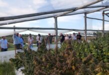 Productores de flores secas de cáñamo ven necesario avanzar en la parte industrial