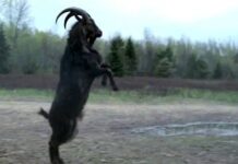 Humorlandia: El chivo macho tiene sus veleidades…sabedlo