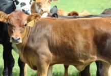 Fucrea proyecta aumento de la relación ternero/novillo cerca de máximos históricos para 2023