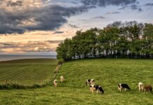 Agro: En 2021 se arrendaron 909 mil hectáreas en Uruguay