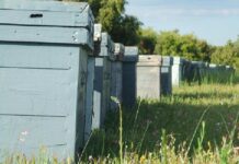 Registro de Colmenas 2022 APICULTORES – Declaración Jurada Anual del Registro Nacional de Propietarios de Colmenas