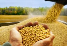 Caída de las bolsas arrastró a los granos