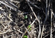 Cultivos de invierno superarían las 700 mil hectáreas por primera vez