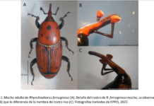 Rynchophorus ferrugineus Alerta fitosanitaria: Picudo rojo de las palmeras