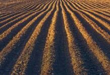 La agricultura de invierno suma otras 120 mil hectáreas este año